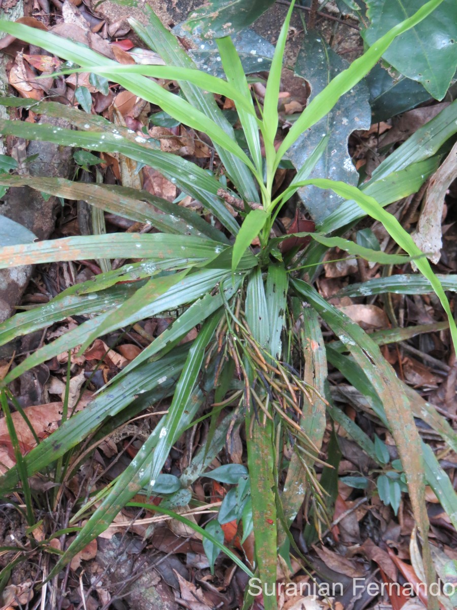 Apostasia wallichii R.Br.